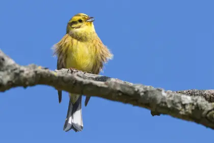 Lerche singt am Ostermorgen