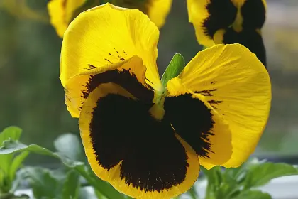 Veilchen blüht zur Osterzeit