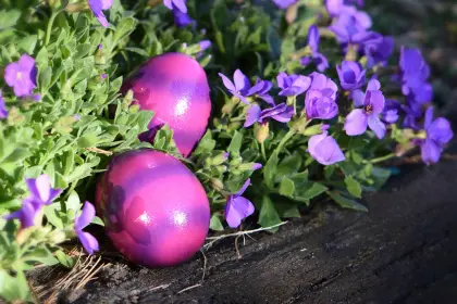Lila Ostereier im Blumenbeet