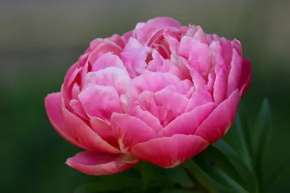 Blüte einer Pfingsrose