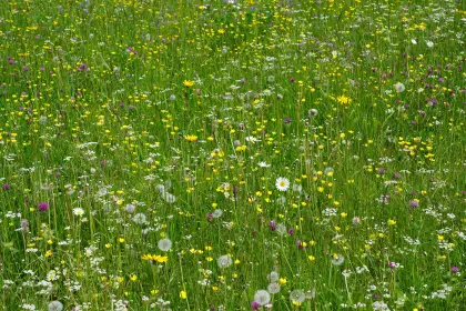 Blumenwiese zu Pfingsten
