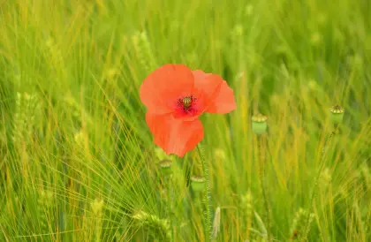 Klatschmohn in einem Gerstenfeld