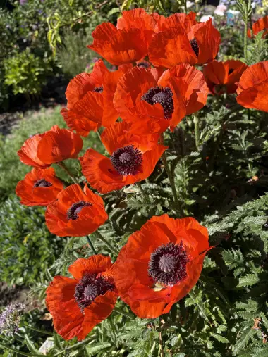 Orientalischer Riesenmohn