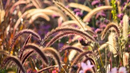 Leuchtende Gräser im Herbstlicht