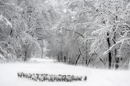 Schafherde im Winter