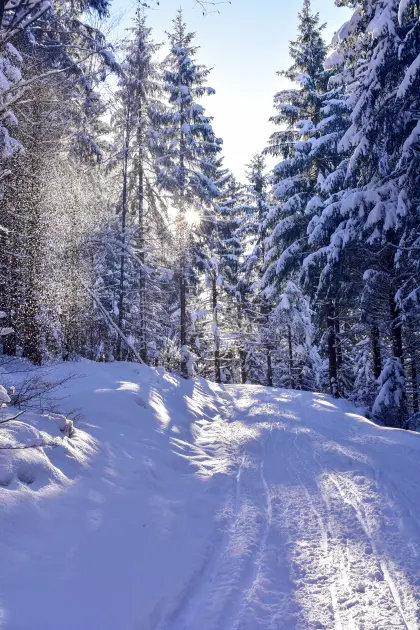 Feld und Bäume bei Tag mit Schnee bedeckt