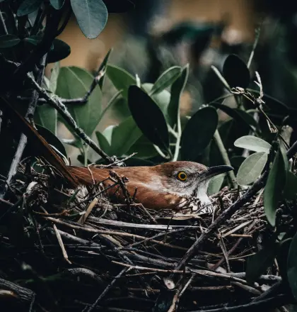 Ein Vogel sitzt ruhig auf seinem Nest oben im Baum