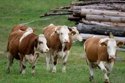 Milchkühe auf der Weide
