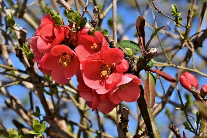 Blühende Zierquitte, Rosengewächs