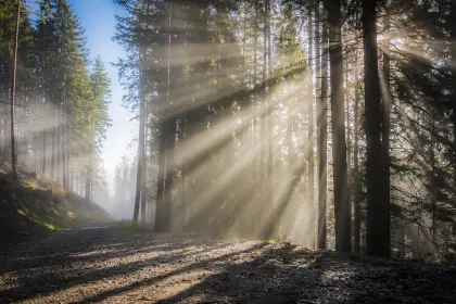 Lichtstrahlen im Wald