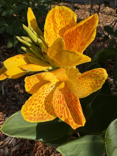 Indisches Blumenrohr