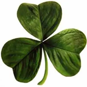 Shamrock – dreiblättriges Kleeblatt