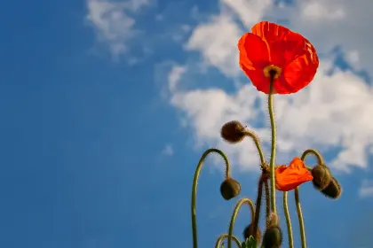 Blühender Klatschmohn