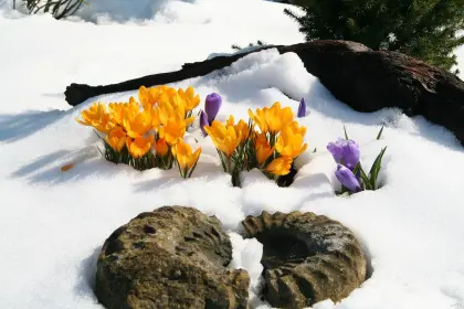 Krokusse im Schnee