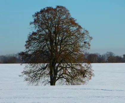 Linde im Winter