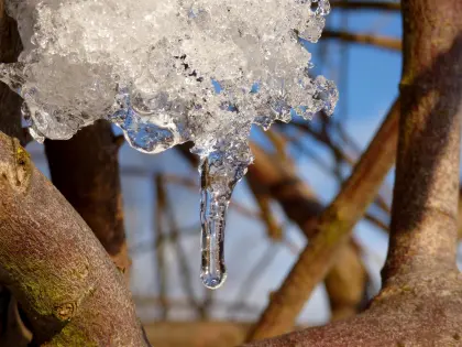 Schmelzender Eiszapfen an einem Baum