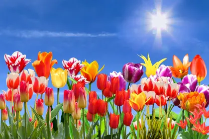 Tulpen bei Sonne und blauem Himmel