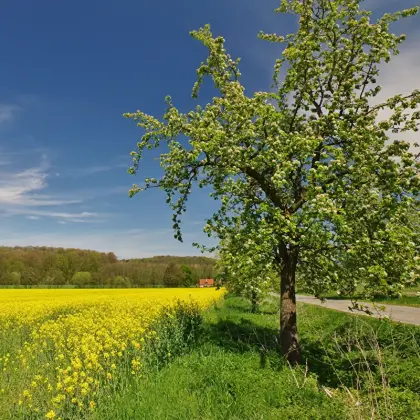 Frühling in Oerlinghausen