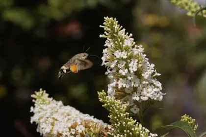 Schmetterling auf dem Weg zum Flieder
