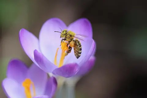 Honigbiene an Krokus