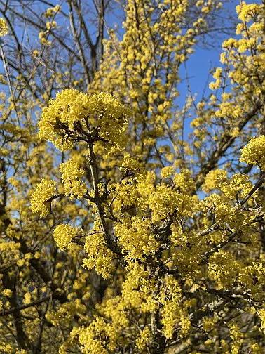 Japanische Kornelkirsche