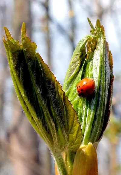 Marienkäfer im Frühling