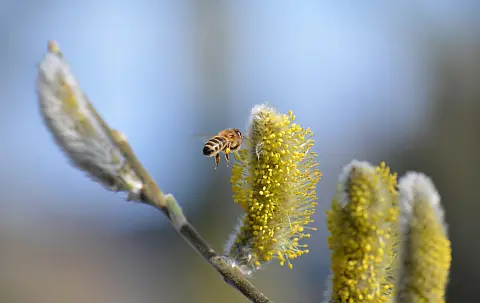 Biene bestäubt Weidenkätzchen