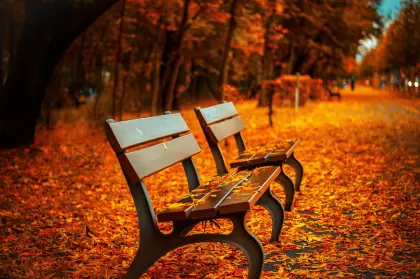 Herbstlaub im Park