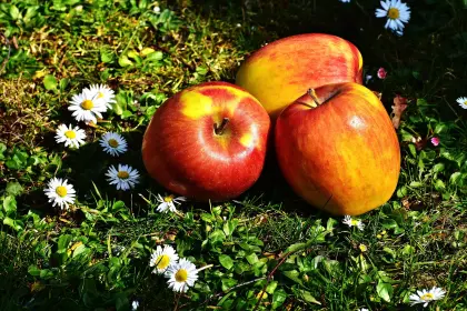 Apfelernte