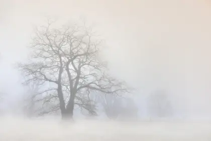 Bäume im Nebel