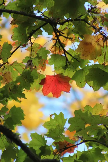 Beginn der Herbstfärbung