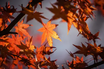 Rote Blätter im Herbst