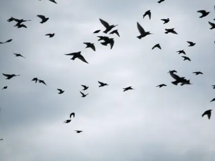 Starenflug im Herbst