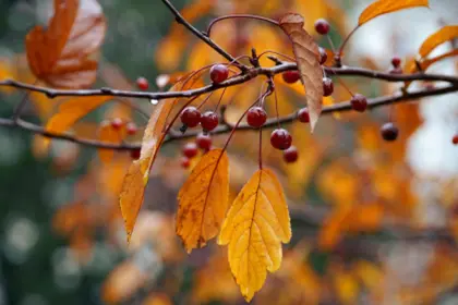 Wilde Kirschen im Herbst