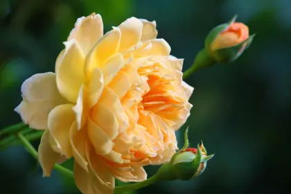 Blüte einer Buschrose