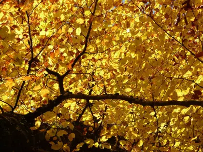 Buchenwald im Herbst