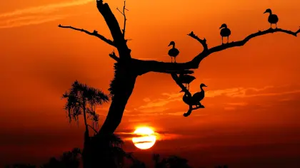 Vögel im Baum bei Sonnenuntergang