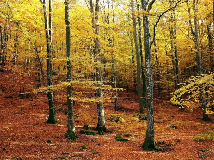 Buchen im Herbst