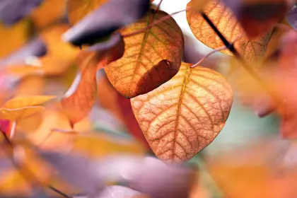 Blätter im Herbst