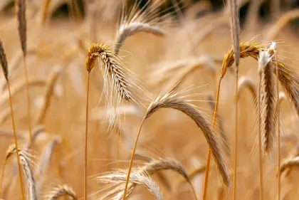 Hafer vor der Ernte