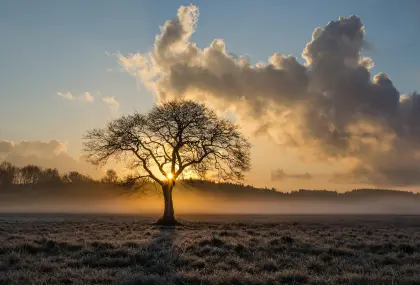 Einsame Eiche im Sonnenuntergang