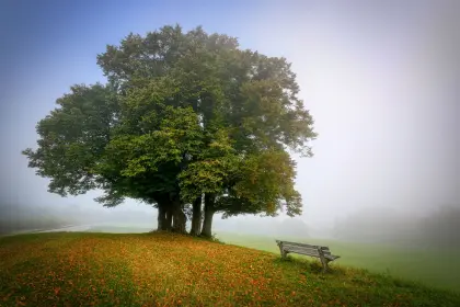 Baum im Nebel