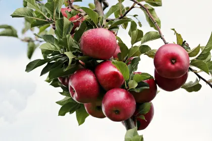 Apfelbaum mit roten Früchten