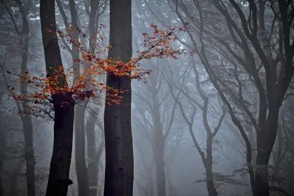 Buchenwald im Nebel