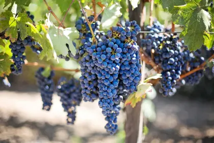 Rebstock im Weinberg