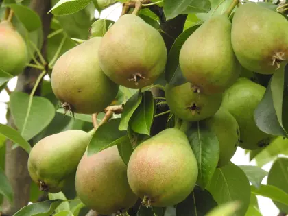 Reife Birnen an einem Baum