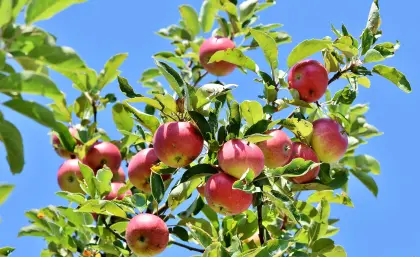 Rote Früchte eines Apfelbaums