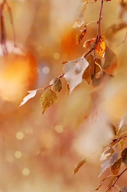 Blätter im Herbst