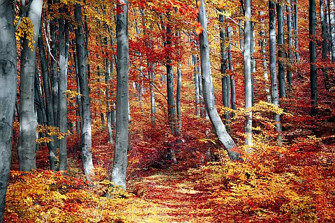 Bunter, herbstlicher Wald