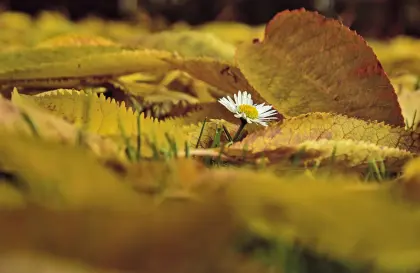 Gänseblümchen zwischen Laub